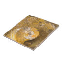 Search for fossil tiles Rock