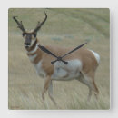 Search for wildlife clocks Nature photography