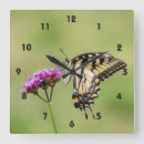 Search for butterfly clocks Wildlife
