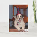 Search for australian shepherd birthday cards Photography