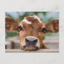 Search for cow postcards Cute