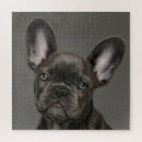 Search for french bulldog puzzles Canine