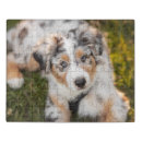 Search for australian shepherd puzzles Canine