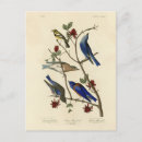 Search for audubon postcards Lithograph