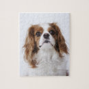 Search for cavalier king charles spaniel puzzles Nature