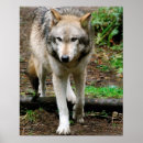 Search for wolf posters Pack