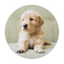 Search for golden retriever with cake Pets