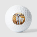 Search for golden retriever golf balls Pets