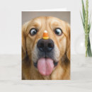 Search for funny cat dog birthday cards Humorous
