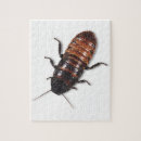 Search for cockroach Scary