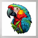 Search for parrot posters Feather