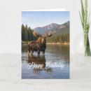 Search for moose birthday cards Wildlife