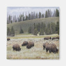 Search for yellowstone gifts Usa