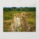 Search for wildlife postcards Big cat