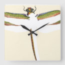 Search for dragonfly clocks Insect