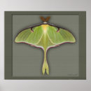 Search for luna moth art Nature