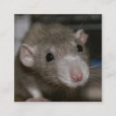 Search for rat business cards Animal