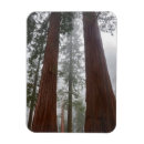 Search for sequoia national park magnets Forest