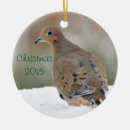 Search for mourning dove Bird