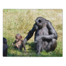 Search for monkey puzzles Mammal