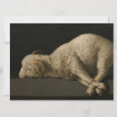 Search for sacrificial lamb Sheep