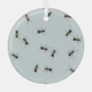 Search for ant ornaments Black