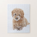 Search for goldendoodle puzzles Puppy