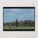 Search for lancaster postcards Amish