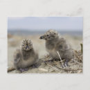 Search for happy mail postcards Animal