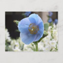 Search for himalayan blue poppy Flower