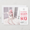 Search for feliz naughty dog cards Pet photo