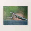 Search for praying mantis puzzles Nature