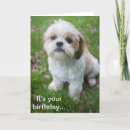 Search for shih tzu birthday cards Funny
