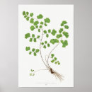 Search for illustration posters Botanical