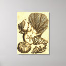 Search for seashells sea shells canvas prints Star fish