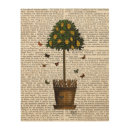Search for money tree Flowers