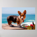 Search for dog lovers posters puppy