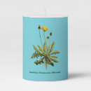Search for dandelion candles Nature
