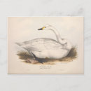 Search for vintage bird postcards Ephemera