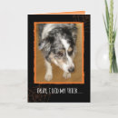 Search for australian shepherd cards Herding