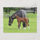 Search for horse postcards Animals