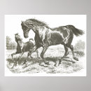 Search for white horse running posters Equine