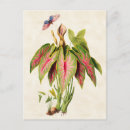Search for vintage botanical postcards Illustration