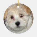 Search for havanese ornaments Rescue