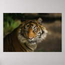 Search for tiger eyes posters Wild