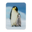 Search for antarctica magnets Emperor penguin