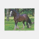 Search for clydesdale horse Florida