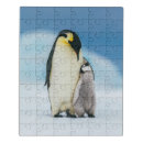 Search for wildlife puzzles Antarctica