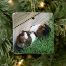 Search for guinea pig ornaments Pets