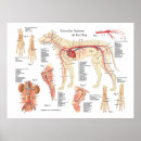 Search for anatomy posters Anatomical